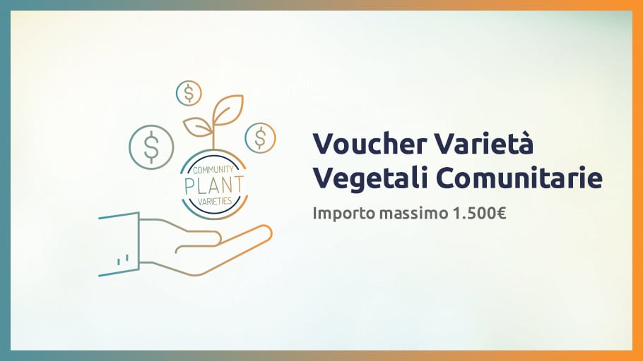 voucher4 250206 copia